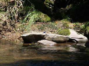 Dragonfly on a rock