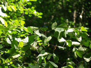 Dragonflies in a tree